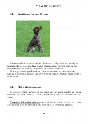 Bracul German Cu Par Scurt Tocilar Ro